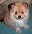 Exclusive Information About the Yorkie-Pomeranian Mix ...