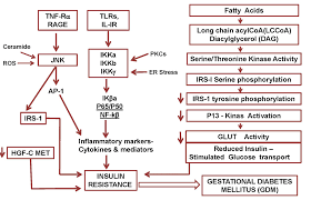 Pro Inflammatory Cytokines Lipid Metabolism And Inflammation In Gestational Diabetes Mellitus As Cause Of Insulin Resistance Intechopen