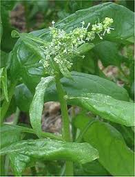 The two most common reasons for vegetable leaves turning white are mildew or sunburn. List Of Vegetables Wikipedia