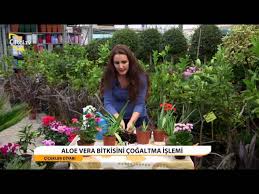Ve bu saksıda yetiştirilen bitkiler çok hızlı büyüyüp çoğalıyorlar ve aloe çiçekleri bu. Cicekler Diyari Aloe Vera Youtube
