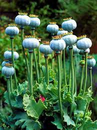 Poppies produced wonderful blooms in the summer. Poppy Seeds How To Grow Poppies From Seed Growing Poppies Poppy Seed Pods Sensory Garden