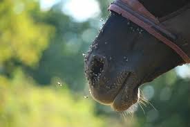 make homemade fly spray for horses