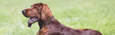 The irish setter was recognized by the akc in 1878. 12 Common Dog Breeds And Their Health Issues