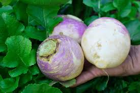When cooked, their many flavors flourish around the palate and if freshly picked they don't even need any peeling. How To Grow Turnips
