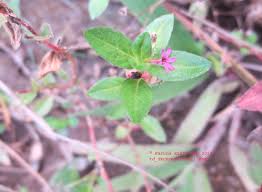 Image result for Cuphea carthagenensis