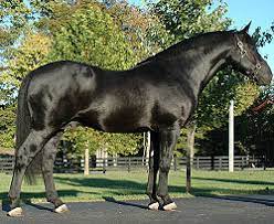 Grullas often have a dorsal stripe. Black Horse Wikipedia