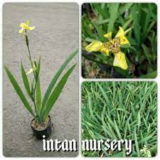 Fotografi makro dengan iris kuning keunguan. Jual Tanaman Bunga Iris Kuning Di Lapak Intan Nursery Bukalapak