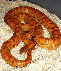 Darmowy do użytku komercyjnego ✓ nie wymaga przypisania ✓. Pantherophis Guttatus Waz Zbozowy Colubridae Wezowate Weze Wlasciwe Polozowate Gatunki Gatunki Terrarium Pl