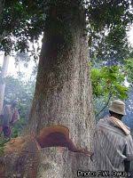 Image result for Petersianthus macrocarpus