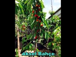 Tuplu Meyve Fidani Aksel Bahce Youtube