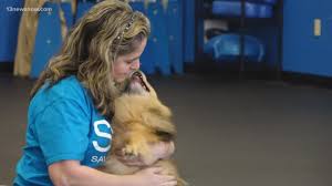 Our volunteers' time and talents are an invaluable asset to haile's angels pet rescue. Making A Mark Local Veterinarian Helps Small Breed Dogs Find Forever Homes 13newsnow Com