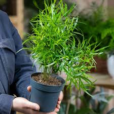 Image result for Asparagus falcatus