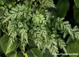 Image result for Pteris burtonii