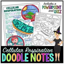 Every food chain starts with a photosynthetic organism. This Science Graphic Organizer Includes Illustrating How And Where Cellular Respiration Takes Place I Science Doodles Doodle Notes Science Cellular Respiration