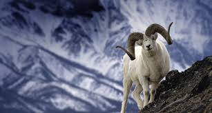 Check spelling or type a new query. 47 Bing Mountain Goat Wallpaper On Wallpapersafari