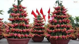 If you choose to plant it outdoors dragon fruit belongs to the cactus family. How To Plant Dragon Fruit In Pots Amazing Agriculture Technology Youtube