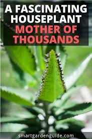 Mother Of Thousands Plant Care Guide Otherwise Known As Mexican Hat Plant Or Alligator Plant This Amazing Housepl Mother Of Thousands Plant Plant Care Plants