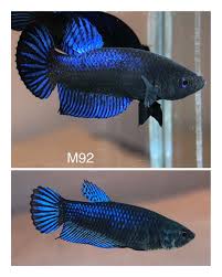 Betta Plakat Fighter Baby Bagan Pair Texastomplakat Male Female 2 Fish Betta Betta Fish Fish Pet