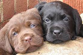 Puppyarea.com has been visited by 100k+ users in the past month Puppies The Best Distraction Cute Dogs Lab Puppies Puppies