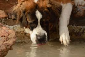 10 Big Facts About Saint Bernards Mental Floss