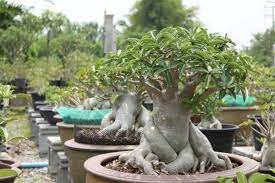Petch Banna Adenium Desert Rose Succulents