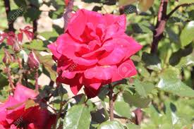 We did not find results for: Rosa Grandiflora Crimson Bouquet Bush Rose With Bright Red Lightly Double Fragrant Flowers In Clusters Blooming Most Of The Year Stock Photo Picture And Royalty Free Image Image 65386299