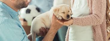 Beagle and labrador, four months old puppies. Get Your Puppy S First Day Home Right Purina