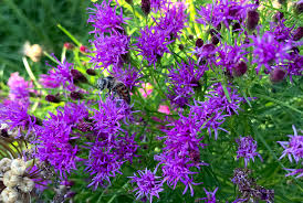 Image result for Vernonia sutherlandii