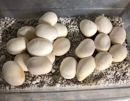 Richard Allen On Instagram 21 Christmas Mountain Bull Snake Eggs Laid At Reptile Rapture Www Reptilerapture Net Egg Laying Reptiles Eggs
