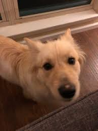 Cute Doggies And Puppies Free Images Mini Golden Retriever West Virginia Usa