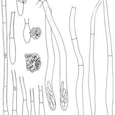 Image result for Panicum habrothrix