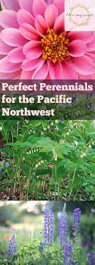 Considering the huge number of available perennials, it is however surprising how few are grown for their fragrance. Perfect Perennials For The Pacific Northwest Bless My Weeds
