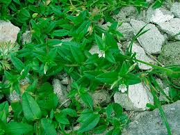 Image result for Cerastium