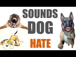 Music For Yorkies Relax Your Yorkshire Terrier With Relaxing Dog Music Chill Out Your Yorkie Youtube Dog Sounds Relaxed Dog Dogs