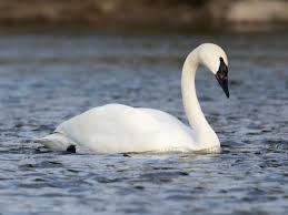 Part of the original no wave scene in the early 1980's, the new york city rock band swans has. Trumpeter Swan Ebird