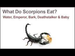 Now the scorpion is free to ingest its liquified meal. What Do Scorpions Eat Youtube