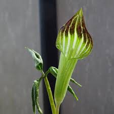 Image result for Arisaema mildbraedii