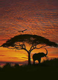 Our purpose is to make it easy to everybody to access. Fototapete African Sunset Von National Geographic Fototapete De