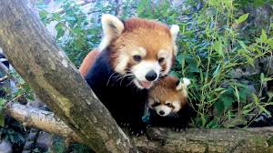 The panda was born on june 16 at the boyd family panda village. I Can Has Cheezburger Red Panda Funny Animals Online Cheezburger