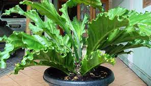 Tanaman hias daun adalah jenis tanaman hias yang memiliki bentuk daun, corak, dan warnanya yang indah. 25 Tanaman Hias Daun Dan Bunga Yang Indah Dipandang