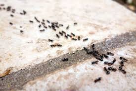 Apartment pest control legal advice with avvo. 5 Steps To Get Rid Of Black House Ants Diy How To Bug Lord