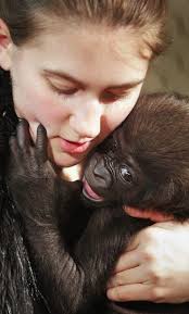 Photos: Gladys the gorilla is pregnant at the Cincinnati Zoo