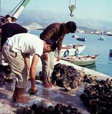 Εικοσιτρείς μαθητές από όλη την ελλάδα υποδέχθηκε η δημόσια σχολή δυτών καλύμνου. Sfoyggarades Ths Dekaetias Toy 60 Lifo