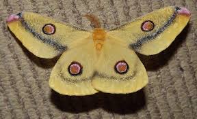 Image result for Otoptera