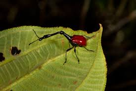 Image result for Dichaetanthera