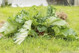 Nos Astuces Pour Des Pieds De Rhubarbe Vigoureux Jardinage Astuce Jardin Et Jardin Potager