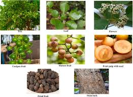 Image result for Cordia grandicalyx