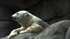 Oso De Hielo, Cansado, Dormir