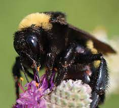 A worker will travel up to 3 miles in order to find nectar. Nmsu Backyard Beneficial Insects In New Mexico