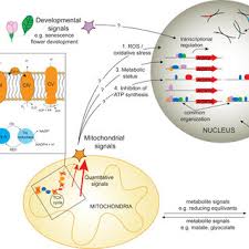 Check spelling or type a new query. Pdf Mitochondrial Biogenesis And Function In Arabidopsis